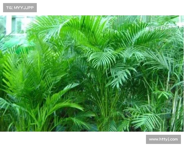 高地红石榴种植全程指导及关键注意事项分析 高地红石榴种植全程指导及关键注意事项分析